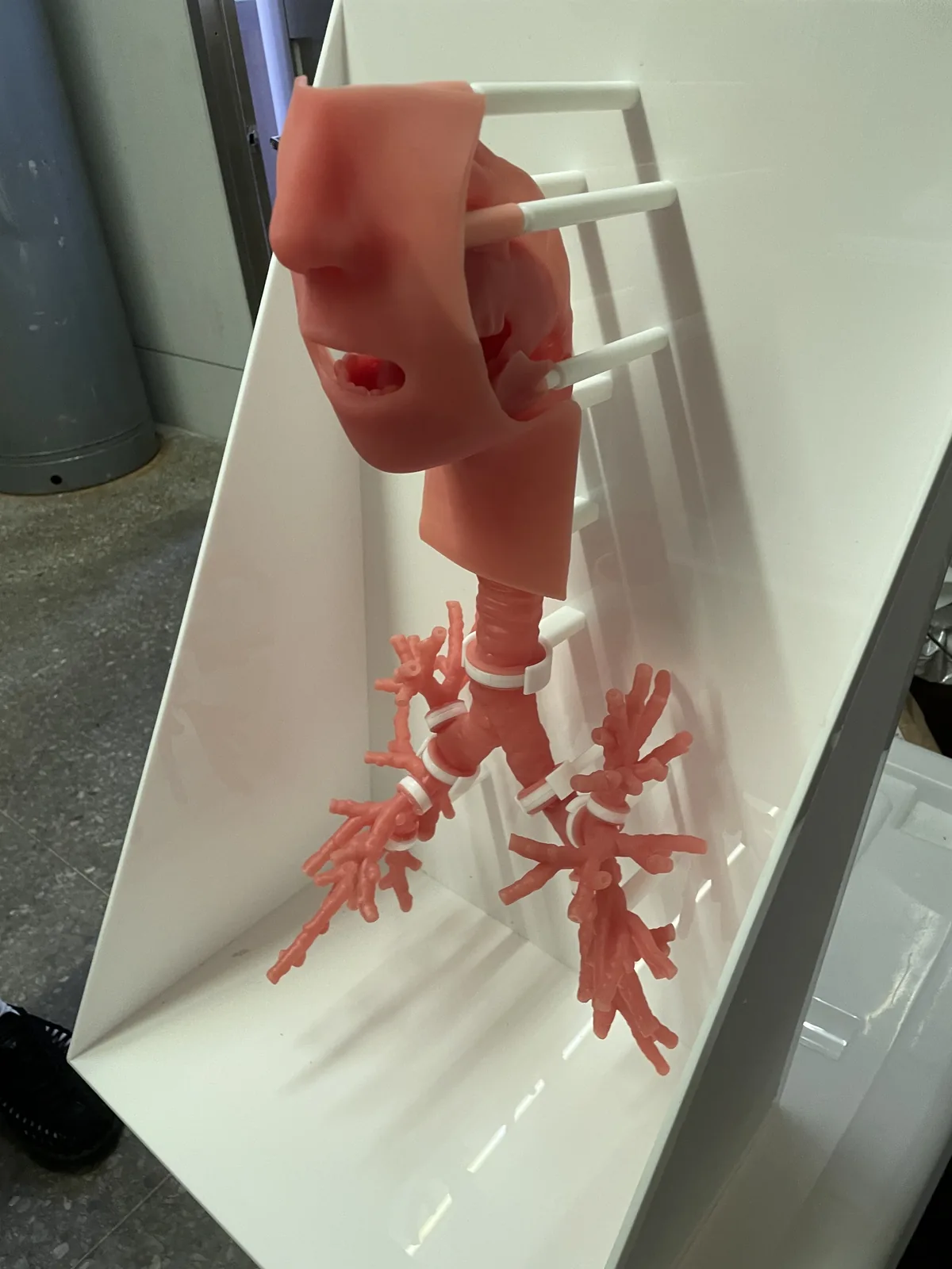 教具全貌，含假人臉部模型與支氣管